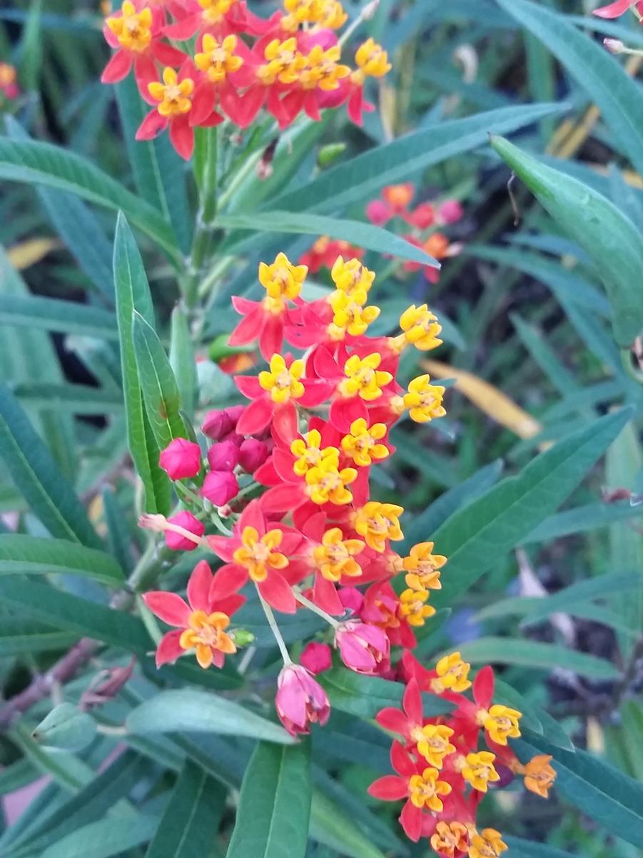 Asclepias curassavica - Milkweed, Tropical closeup