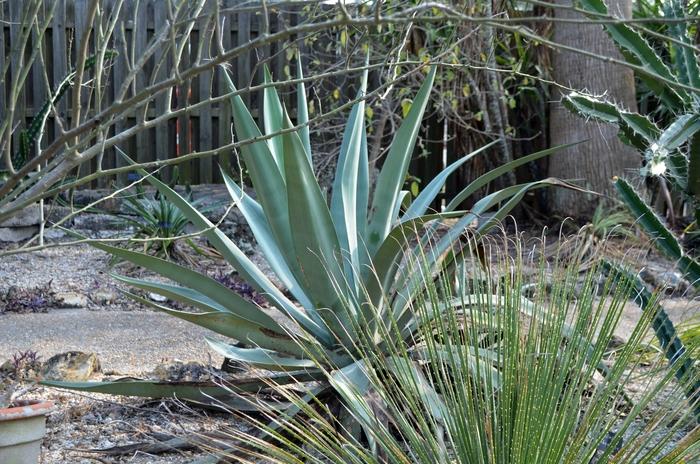 Agave weberi 
