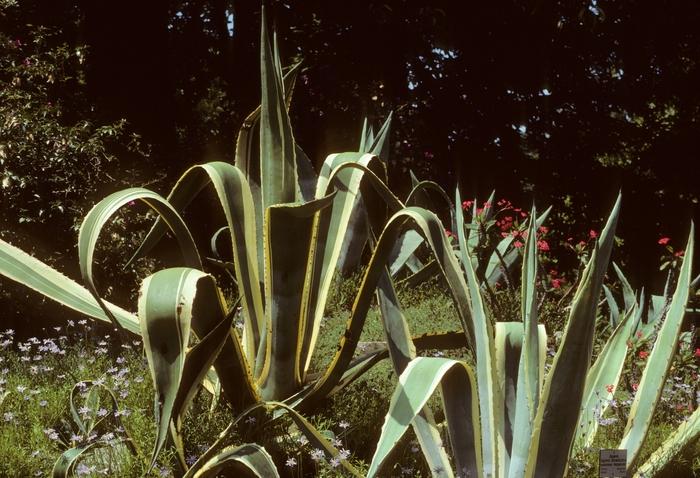 Agave americana marginata