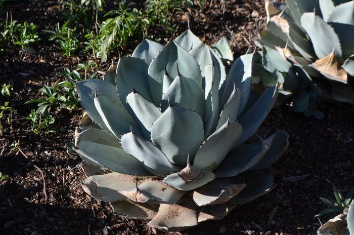 Agave, Artichoke from San Antonio Botanical Gardens