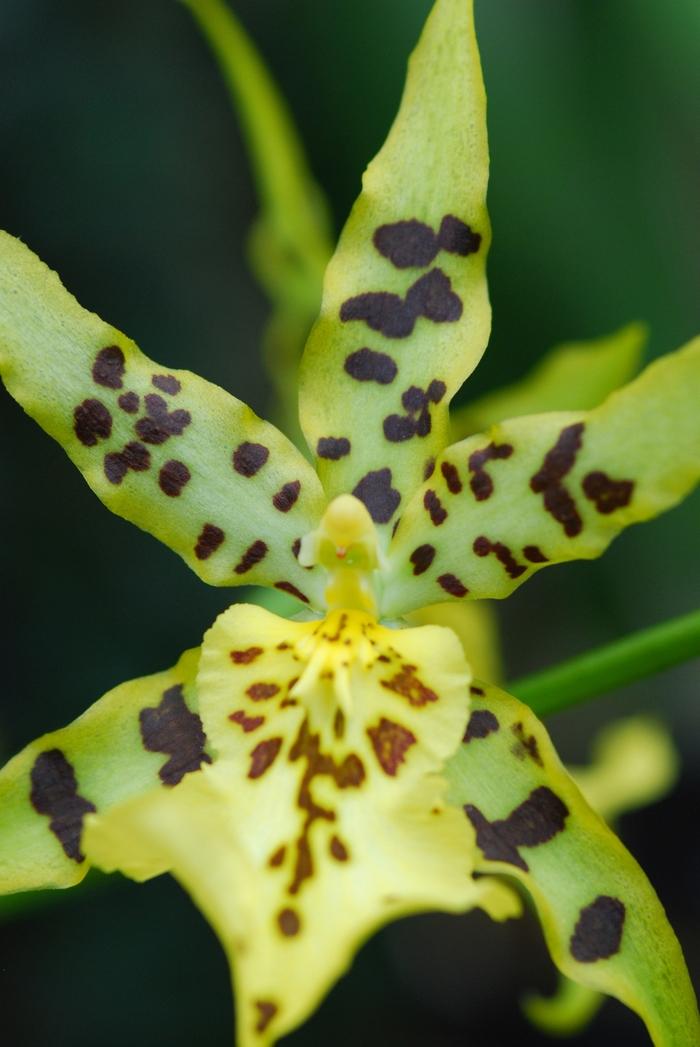 Galphimia glauca Rain of Gold