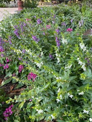 Angelonia Angustifolia - from Mortellaros