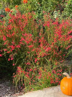Russelia equisetiformis - Firecracker Plant from Mortellaros