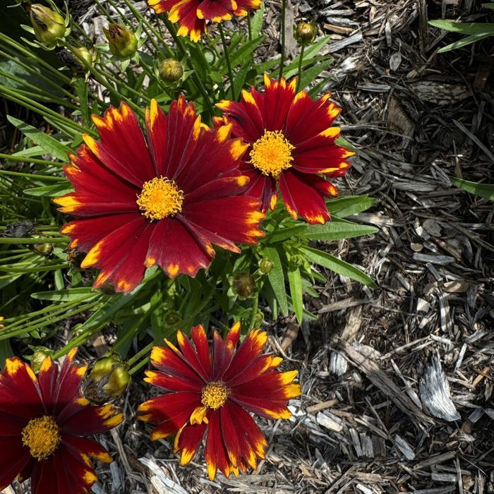 Coreopsis UPTICK Red Baluptred