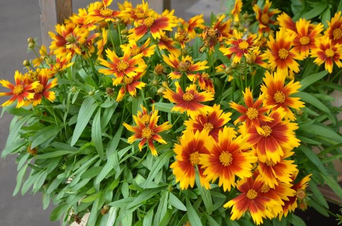 Coreopsis UPTICK Gold & Bronze Baluptred