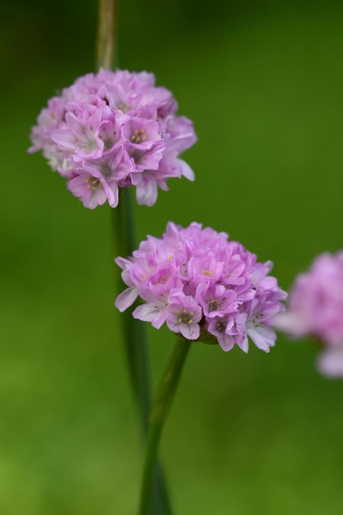 Armeria pseudarmeria Sweet Dreams