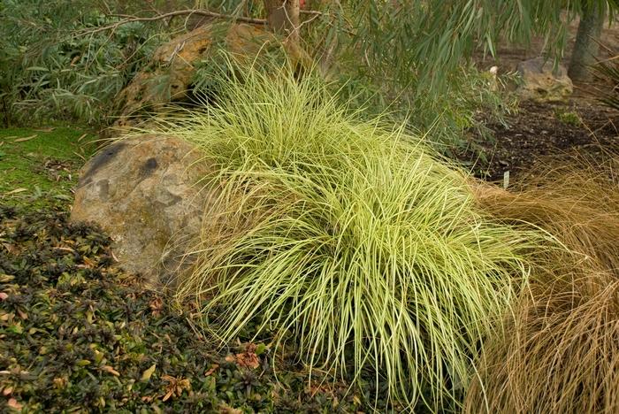 Carex hachijoensis 