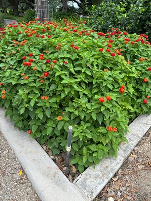 Lantana sp. Bandolista 'Red Chili' - Lantana, Bandolista Red Chili from Mortellaros