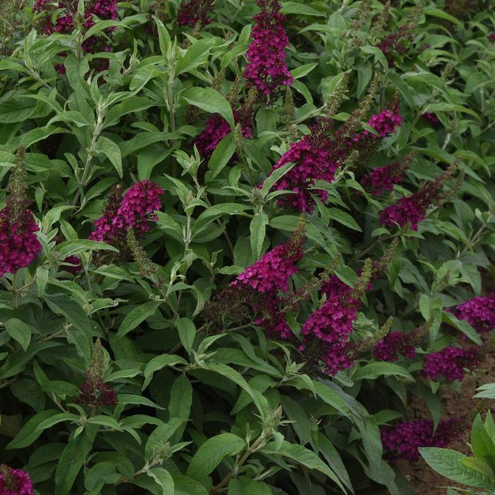 Buddleia hybrid Chrysalis Cranberry