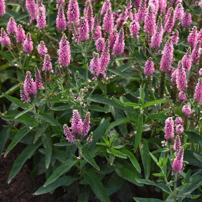 Veronica longifolia Skyward Pink