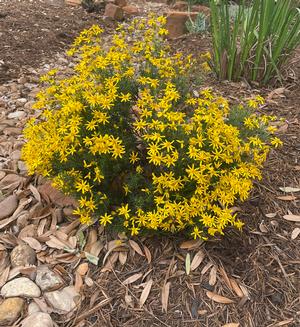 Chrysactinia mexicana - Damianita from Mortellaros