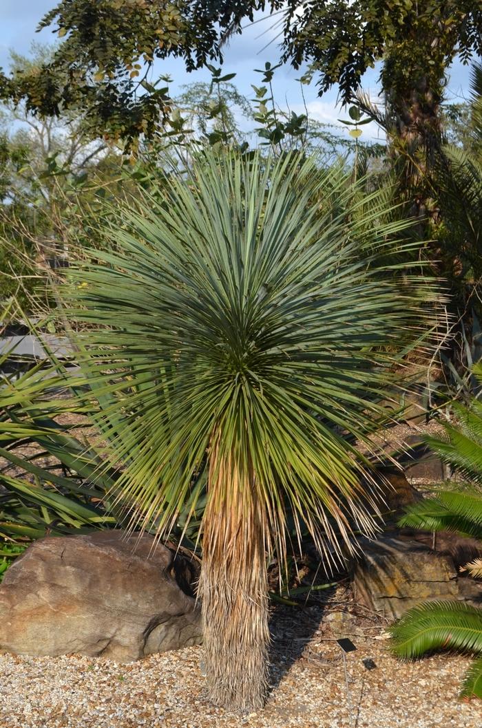 Yucca rostrata - Beaked Yucca from Mortellaros