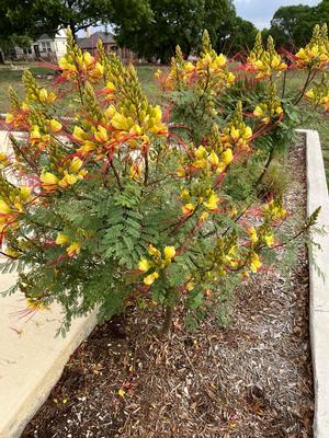 Bird-of-Paradise from Valerie Squires
