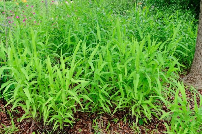 Chasmanthium latifolium - Inland Sea Oats from Mortellaros