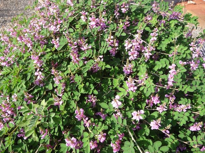 Indigofera tinctoria 