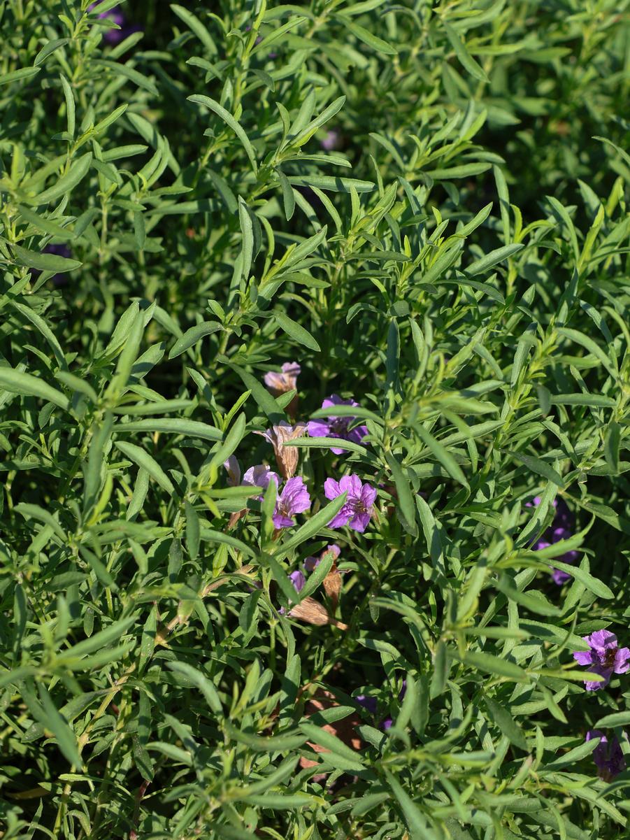 Dyschoriste linearis - Snake Herb from Mortellaros