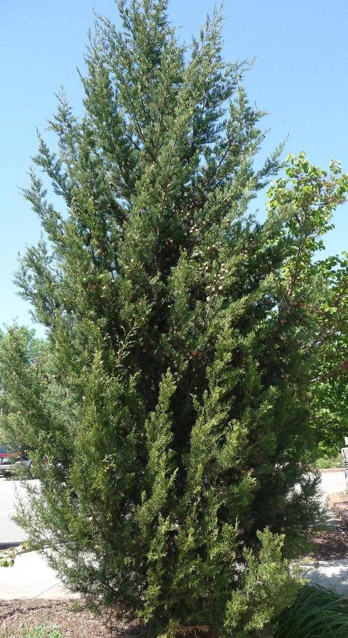 Cupressus sempervirens 