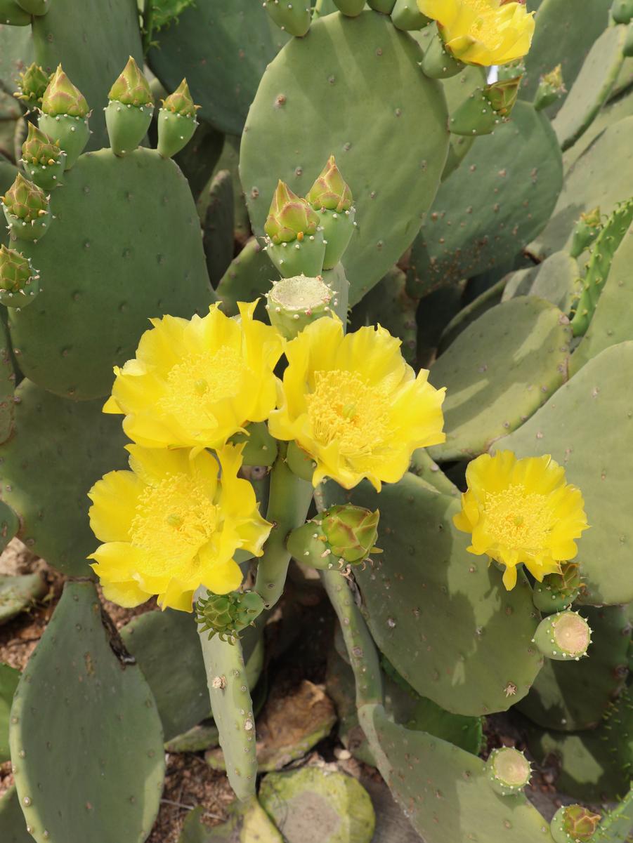 Cactus (Prickly Pear), Thornless at San Antonio Botanical Gardens
