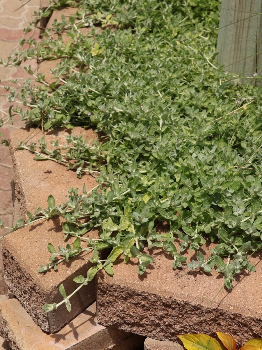 Woolly Stemodia at Rainbow Gardens, Bandera Road