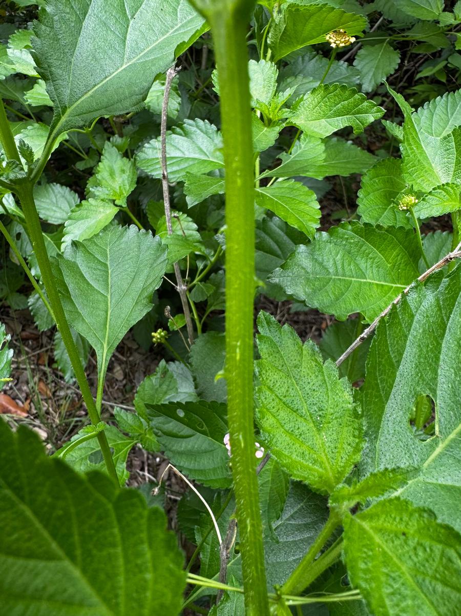Lantana camara thorns up close