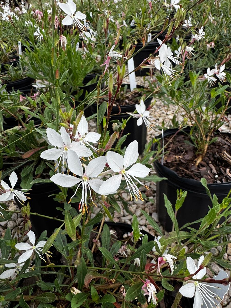 Gaura lindheimeri 'Sparkle White' - Gaura, Dwarf White from Mortellaros