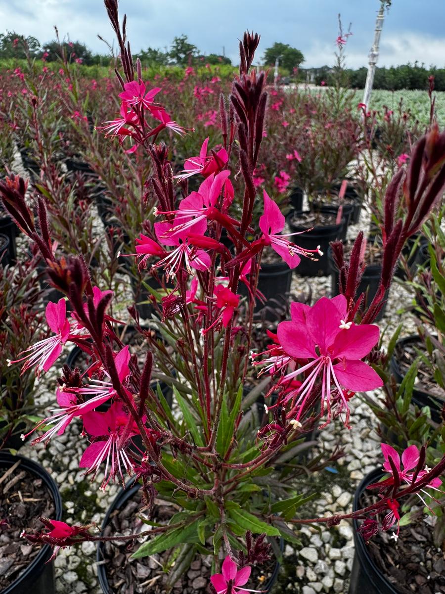 Gaura lindheimeri 'Belleza Dark Pink' - Gaura, Dwarf Pink from Mortellaros