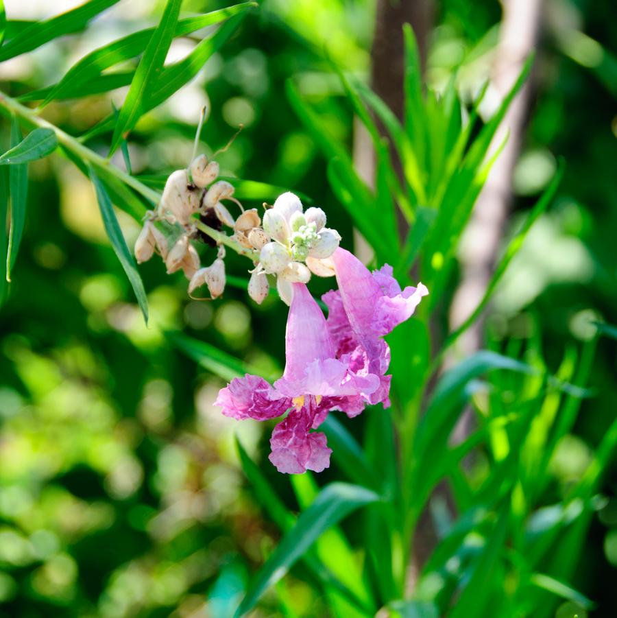 Chilopsis linearis 'Sweet Bubba' - Desert Willow