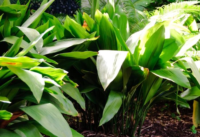 Aspidistra elatior 