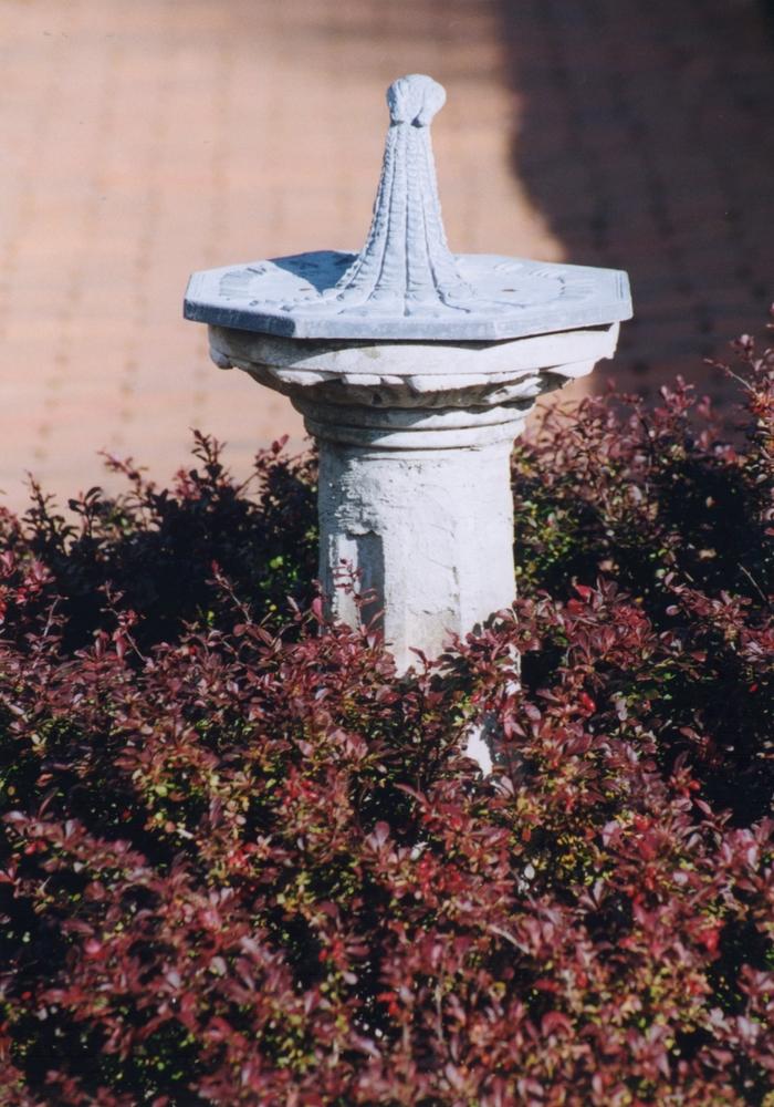 Berberis thunbergii Atropurpurea