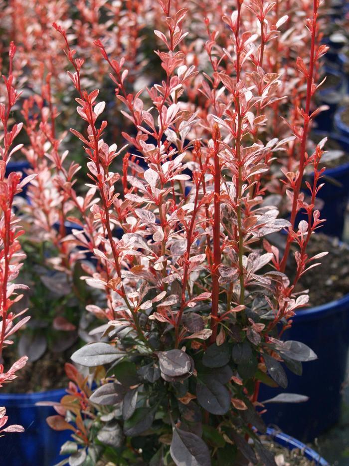 Berberis thunbergii Rosy-Glow