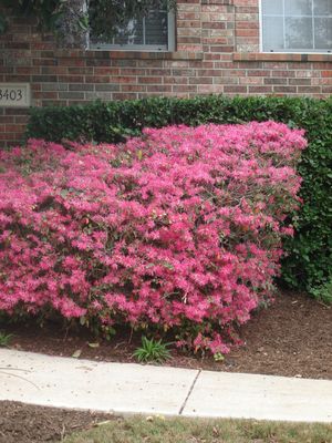 This was taken in February, when most plants are dormant. 