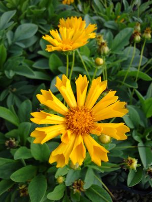 'Jethro Tull'
Petals stay funnel shaped.