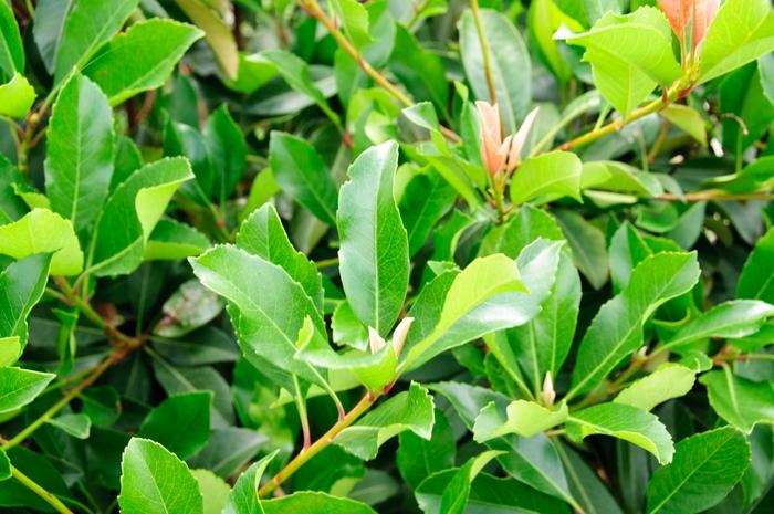 Eriobotrya x Coppertone