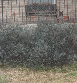 Untrimmed Cotoneaster
