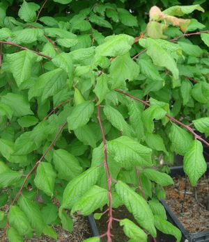 The tree constantly will look like it's in need of water.