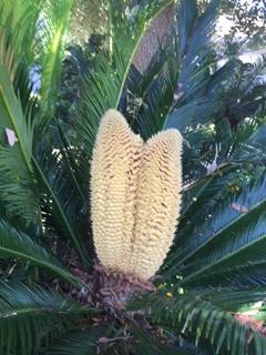 Double Blooming Sago, courtesy of Steve Goodson