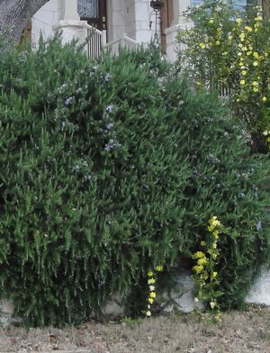 Pictured with Primrose Jasmine in early spring. 