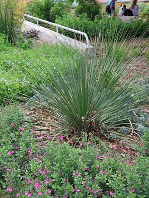 Yucca Sotol at San Antonio Botanical Gardens