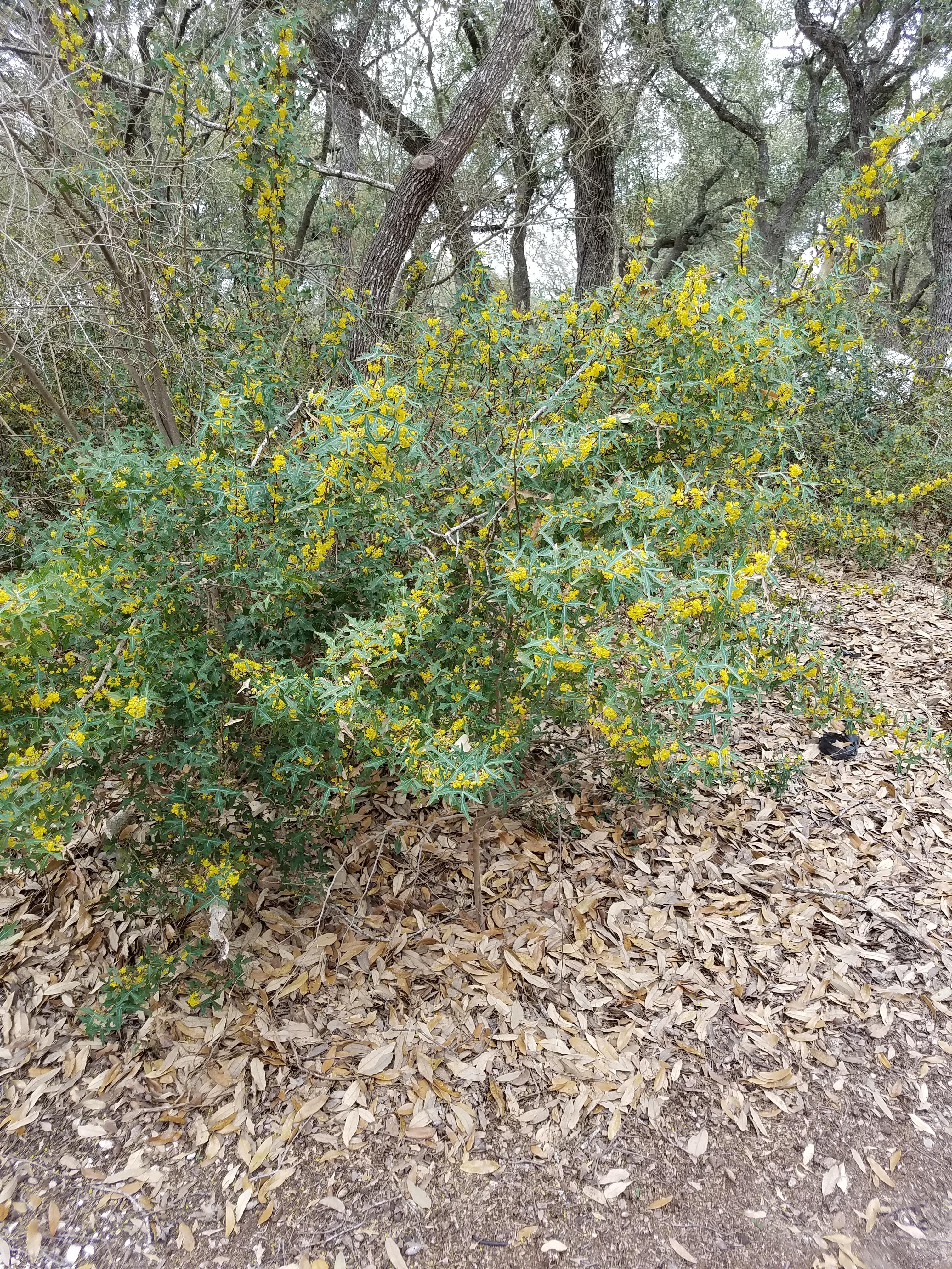 Berberis trifoliolata - Agarita, Texas from Mortellaros