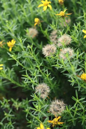 Damianita Seeds from Mortellaros