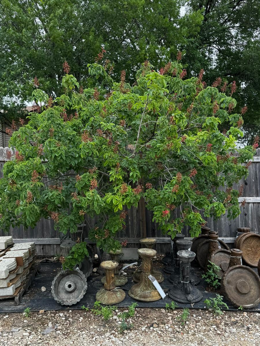Red Buckeye at Rainbow Gardens, San Antonio