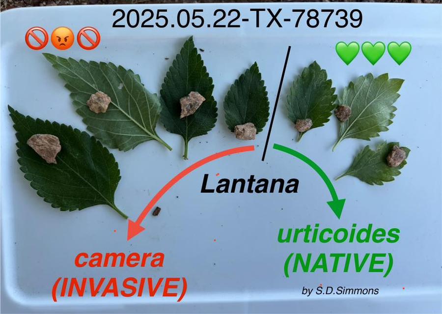 Leaf Comparison from S D Simmons