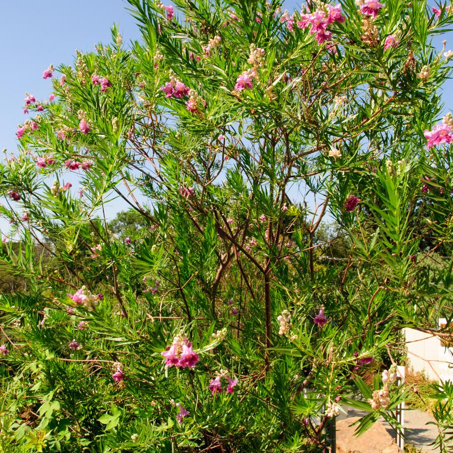 Chilopsis linearis 'Sweet Bubba' - Desert Willow