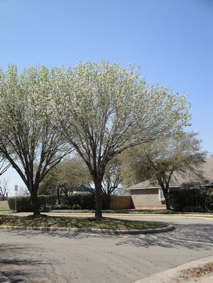 'Aristocrat' form varies slightly, it grows more outward. 