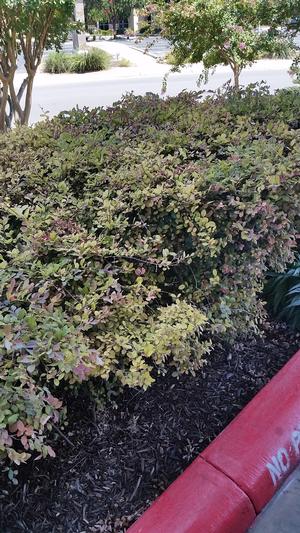 The foliage loses purple color when grown in alkaline areas. 