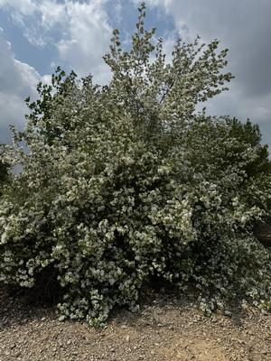  Anacacho Orchid Tree on fence line at Mortellaros