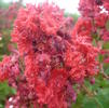 Crape Myrtle, Red