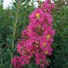 Crape Myrtle, Tuscarora