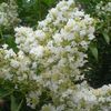 Crape Myrtle, Natchez