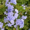 Plumbago